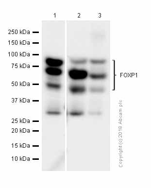 Anti-FOXP1 antibody [EPR4113](AB134055)