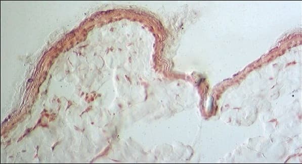 Anti-Collagen III antibody [FH-7A](AB6310)