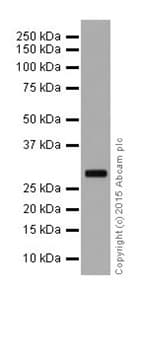 Fhl2 Antibody Epr17860 20 Ab202584  Western Blot Img43043
