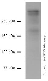 Anti-Ki67 antibody [EPR3610](AB92742)