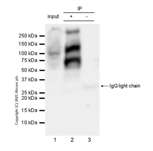 Anti-pan Brd4 antibody [EPR25424-71](AB314432)