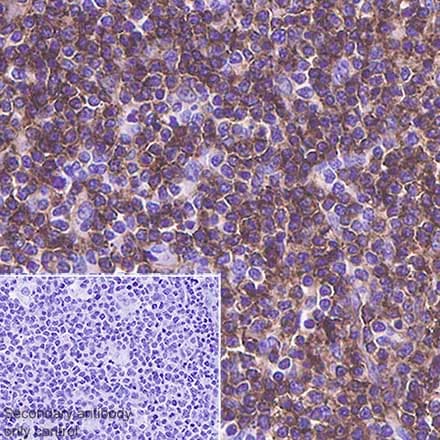 Anti-CD4 antibody [SP35](AB213215)