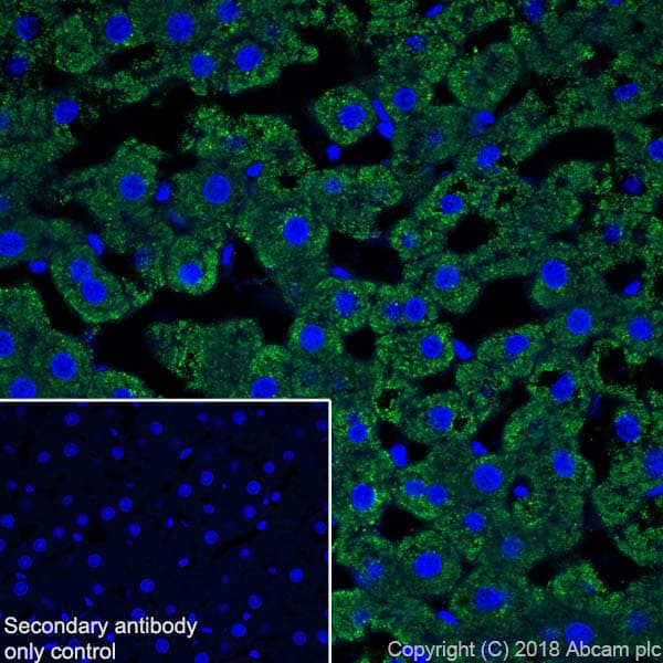 Abat Gaba T Antibody Epr20842 Bsa And Azide Free Ab233702  Immunohistochemistry Frozen Sections Img132738