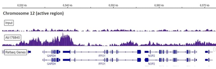 Histone H33 Antibody Epr17899 Bsa And Azide Free Ab208690  Chip Sequencing Img115678