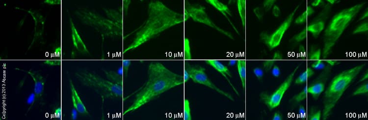 L-Glutamate, excitatory neurotransmitter(AB120049)