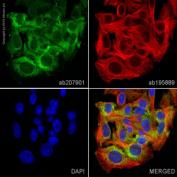 Anti-MLKL antibody [EPR17514] - BSA and Azide free(AB211045)