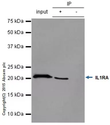 Rabbit IgG, monoclonal [EPR25A] - Isotype Control(AB172730)
