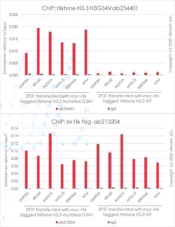 Human Histone H3.3 (Mutated G34W, G34V, G34R) Antibody Panel(AB274410)