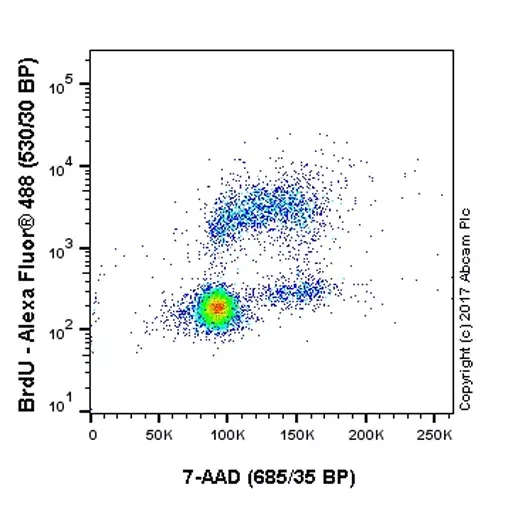 Anti-BrdU antibody [BU1/75 (ICR1)] - Proliferation Marker(AB6326)