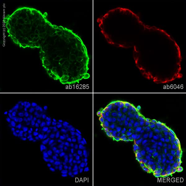 Anti-SSEA1 antibody [MC-480](AB16285)