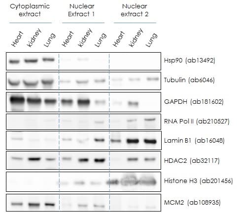 Nuclear Extraction Kit - Soluble / Insoluble Fractions(AB219177)