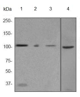 Msh2 Antibody Epr3943 Ab92473  Western Blot Img117049