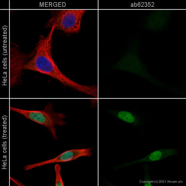 Anti-Nrf2 antibody [EP1808Y](AB62352)