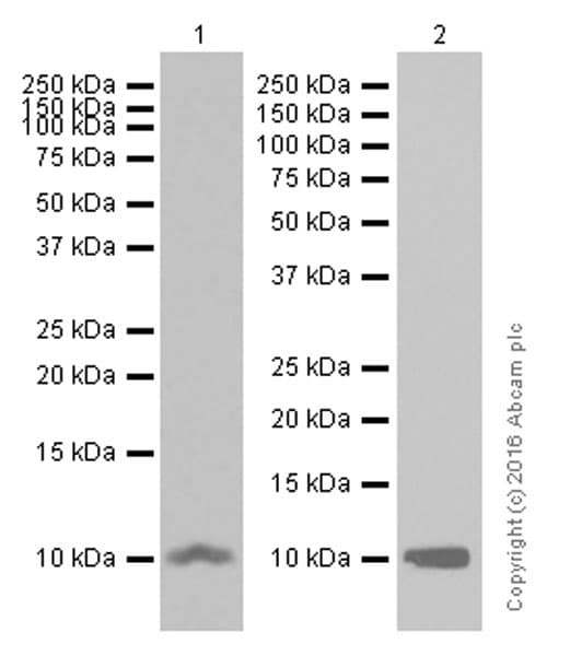 Anti-S100 alpha antibody [EPR5250](AB133519)