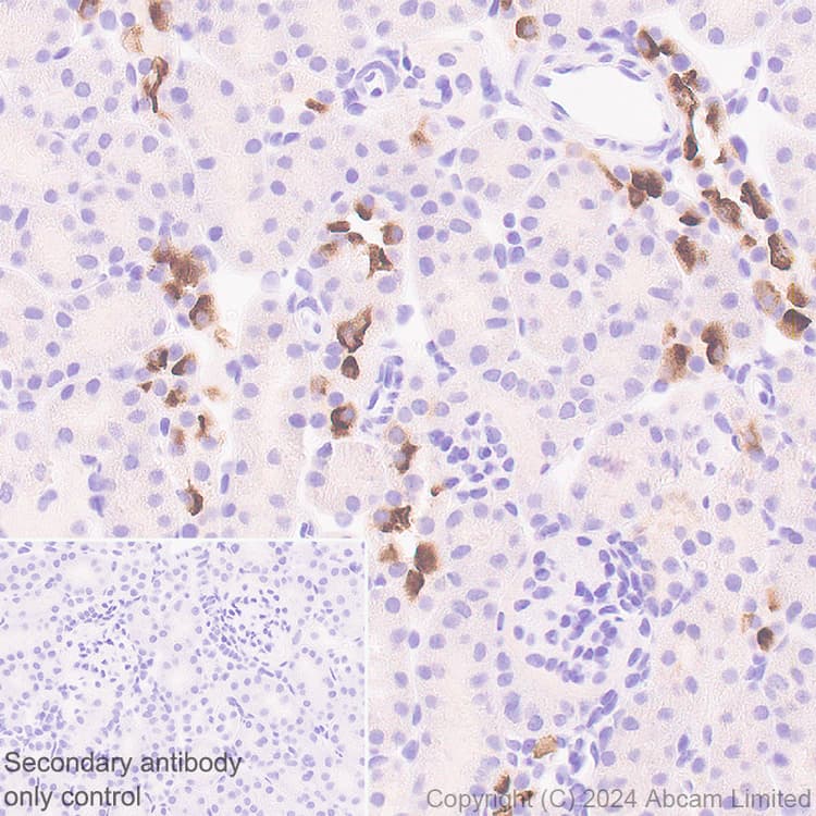 Atp6v0d2 Antibody Epr29173 521 Bsa And Azide Free Ab321810  Immunohistochemistry Formalin Pfa Fixed Paraffin Embedded Sections Img435567