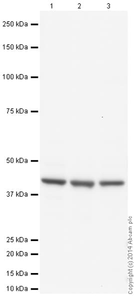 Anti-beta Actin antibody [mAbcam 8224] - Loading Control(AB8224)