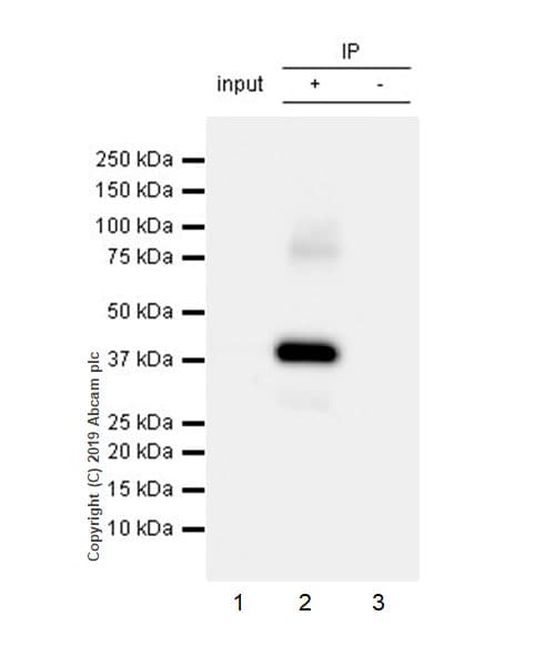 Anti-Connexin 43 / GJA1 antibody [EPR22955-101] - Intercellular Junction Marker(AB235585)
