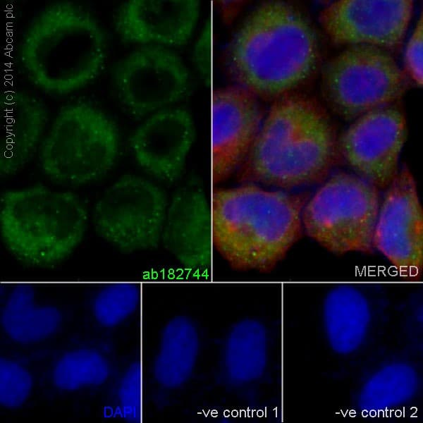 Anti-Collagen VI antibody [EPR17072](AB182744)