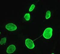 Anti-Lamin A + Lamin C antibody [EPR4100] - Nuclear Envelope Marker(AB108595)