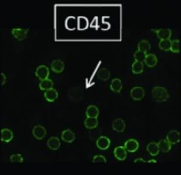 Anti-CD45 antibody [MEM-28](AB8216)