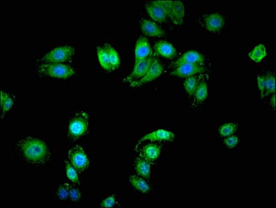 Serinc1 Antibody Ab236894  Immunocytochemistry Immunofluorescence Img20078
