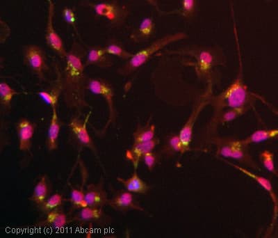 Anti-M6PR (cation independent) antibody [2G11](AB2733)