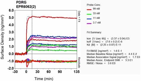 Pdrg1 Antibody Epr60622 Bsa And Azide Free Ab248379  Oi Rd Scanning Img83618