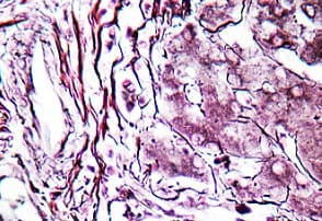 Reticulum Stain Kit (Connective Tissue Stain)(AB150684)