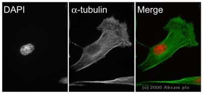 Anti-alpha Tubulin antibody - Microtubule Marker(AB18251)