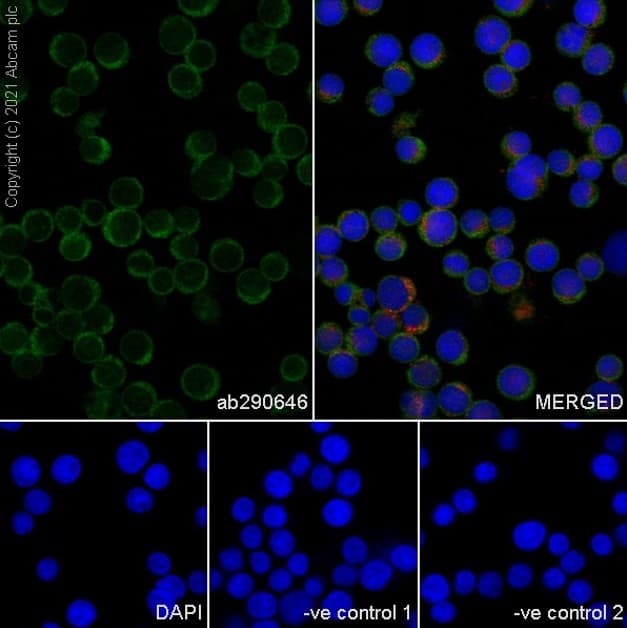 Goat Anti-Mouse IgG H&L (Alexa Fluor® 488) preadsorbed(AB150117)