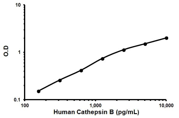 Human Cathepsin B ELISA Kit(AB119584)