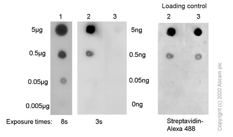 N2n2 Dimethylguanosine M22g Antibody Epr 19838 40 Ab211488  Dot Blot Img2614