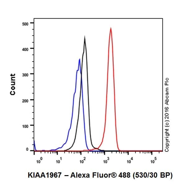 Anti-DBC-1 antibody [EPR19747] - BSA and Azide free(AB223530)