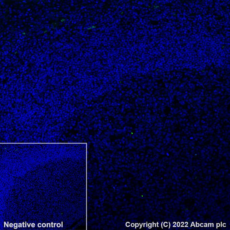 Alexa Fluor® 488 Anti-Albumin antibody [EPR12774](ab302577)