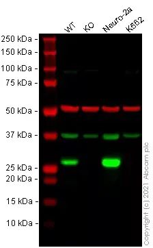 Anti-SNAP25 antibody [EP3274] - BSA and Azide free(AB226046)
