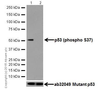 P53 Phospho S37 Antibody Epr17353 Ab182164  Western Blot Img13305