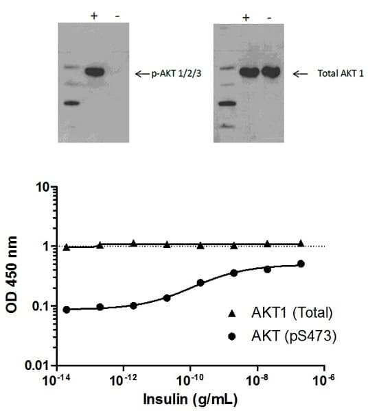 AKT1 + AKT2 + AKT3 (pS473) ELISA Kit(AB176635)