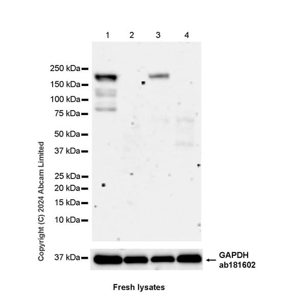 Anti-Nogo A + Nogo D antibody [EPR26286-15] - BSA and Azide free(AB318265)