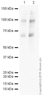 HRP Anti-O-Linked N-Acetylglucosamine antibody [RL2](AB201995)