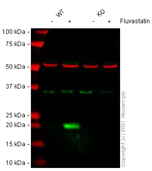 Anti-p21 antibody [EPR3993](AB109199)