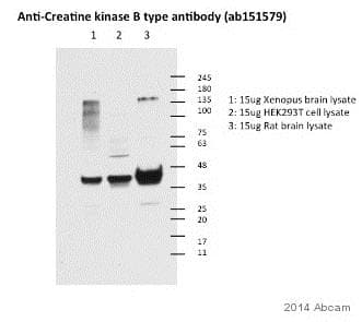 Creatine Kinase B Type Antibody Ab151579  Western Blot Img43117