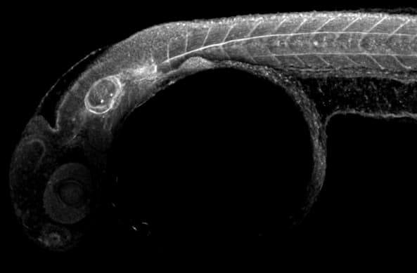 Anti-Collagen II antibody(AB209865)