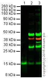 Anti-BDNF antibody [EPR1292](AB108319)