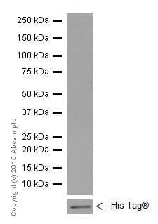 Actr1b Antibody Epr16969 Bsa And Azide Free Ab251406  Western Blot Img161073