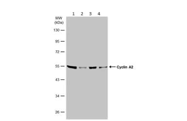 Anti-Cyclin A2 antibody(AB137769)