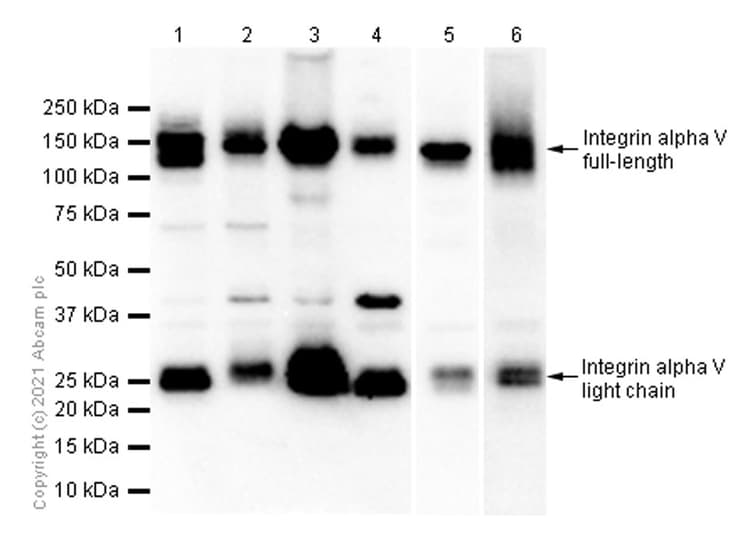 Anti-Integrin alpha V antibody [EPR5583](AB124968)