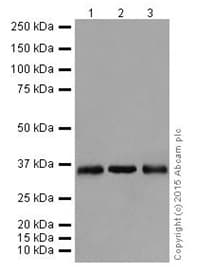 Anti-SC35 antibody [EPR12238](AB204916)