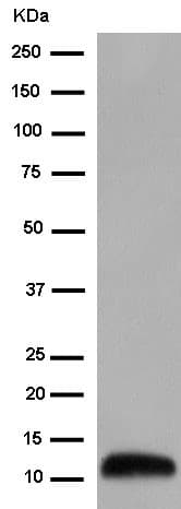 Ramp4 2 Antibody Epr14338 Ab184571  Western Blot Img94224