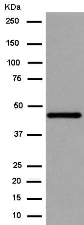 Mk 3 Antibody Epr13969 Bsa And Azide Free Ab250651  Western Blot Img51308