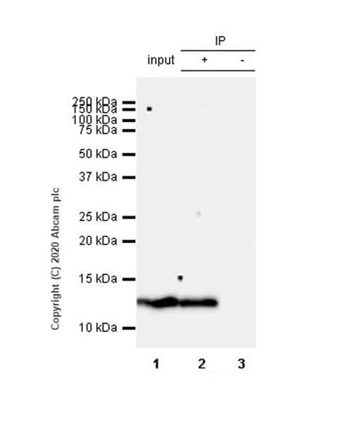 Psoriasin Antibody Epr23482 38 Ab275026  Immunoprecipitation Img7780